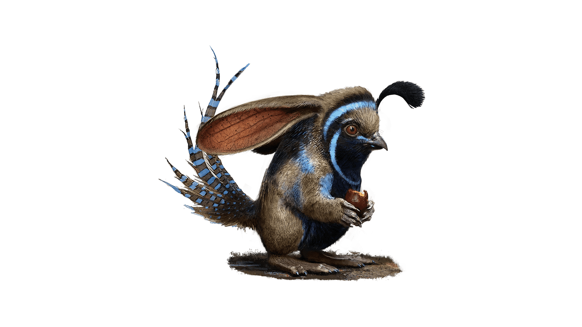 This critter looks like a mix of a quail, peasant, and mouse. He has long blue and brown feathers for a tail, giant veiny ears, and a face with a beak. The creature is holding a nibbled on acorn.