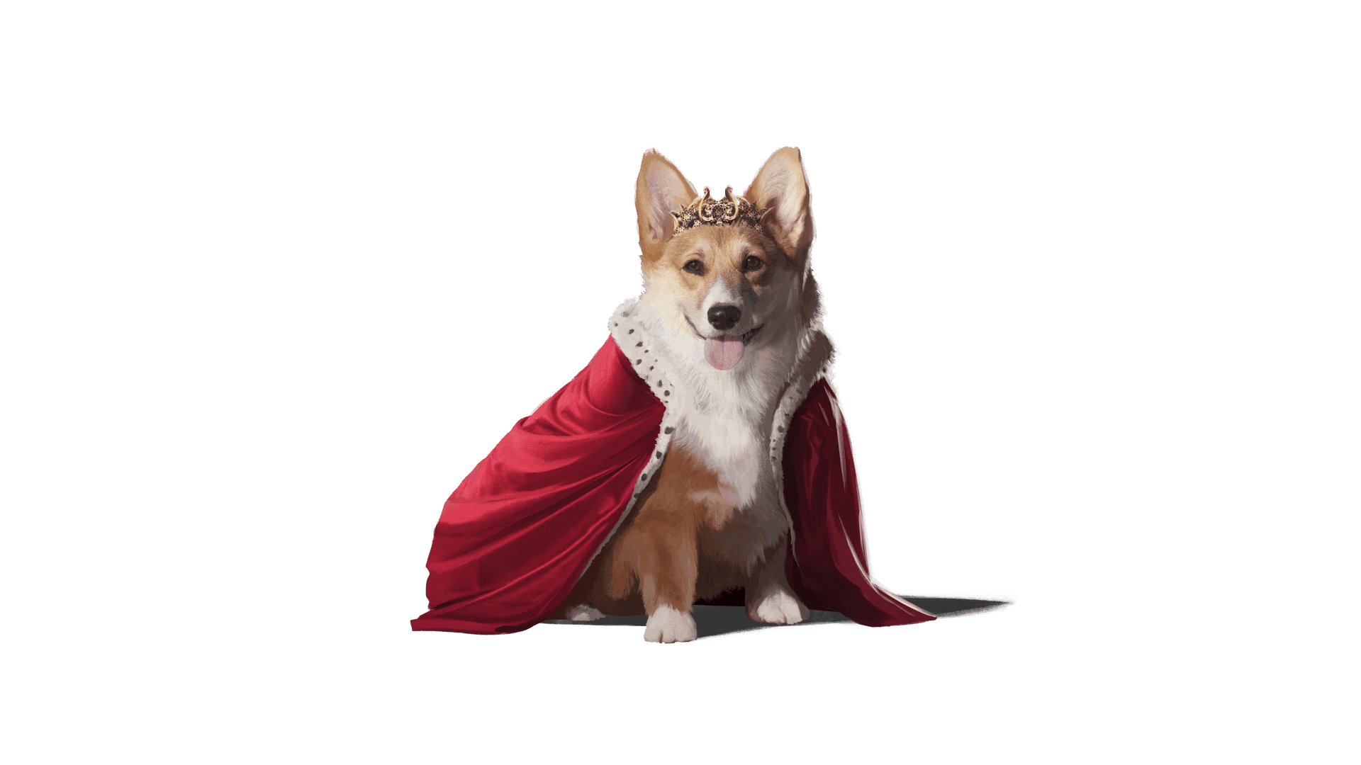 A corgi king with a crown and red velvet cape. The cape has a trip of white and black spotted fur. 