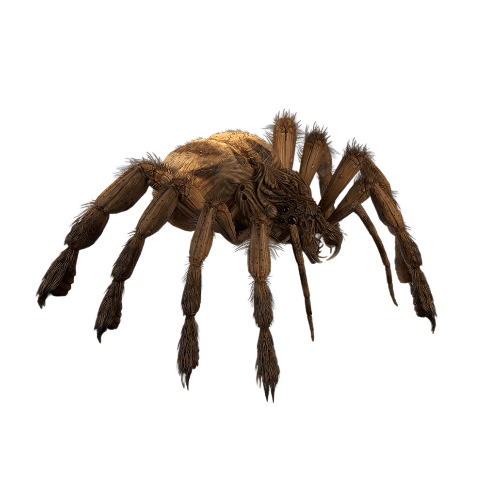 A hairy brown spider.