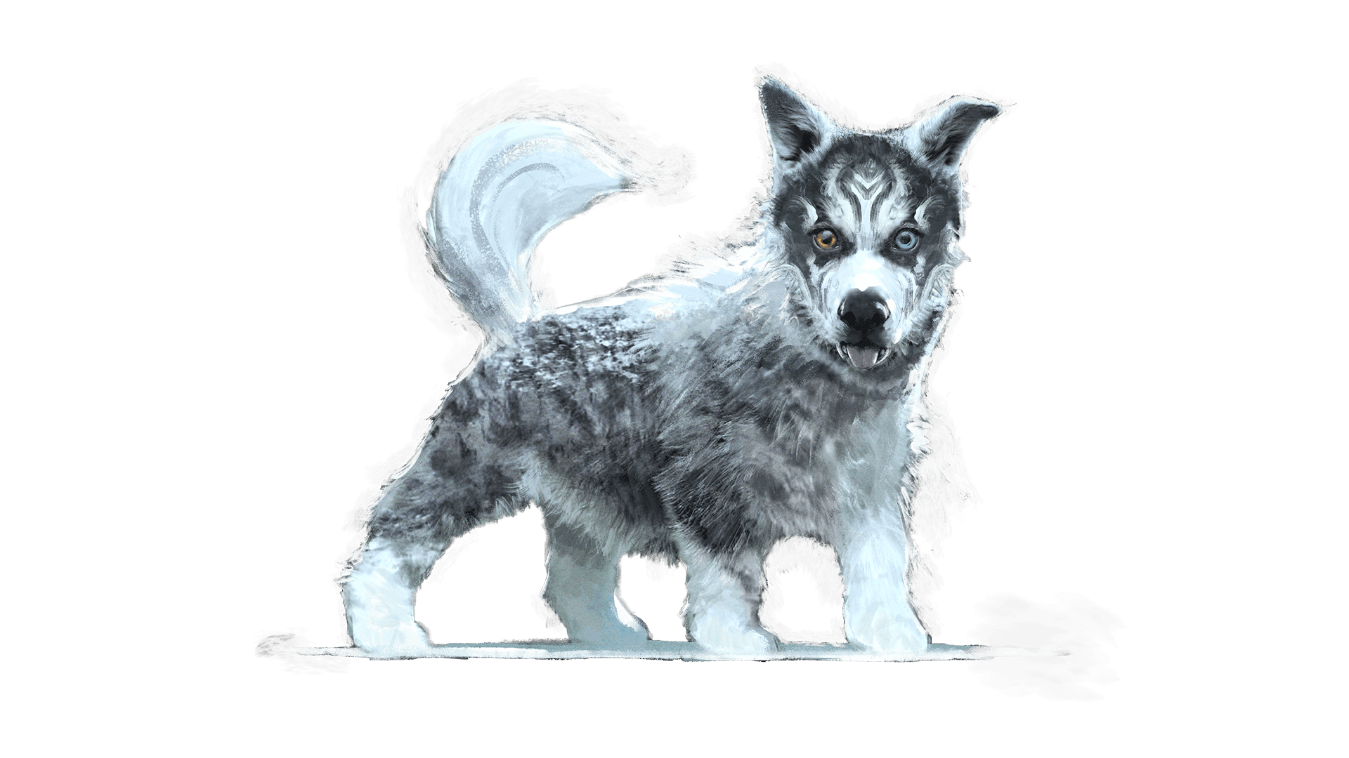 A husky looking pup with a brown and blue eye stares forward with a little part of its tongue sticking out.